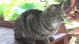 Lana'i City, HI — Lana'i Cat Sanctuary