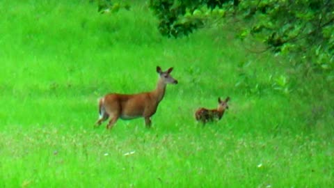 Doe with Fawn