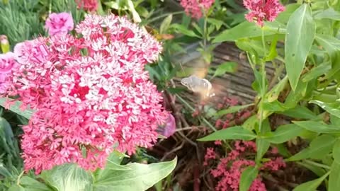 Hummingbird Hawkmoth in the garden