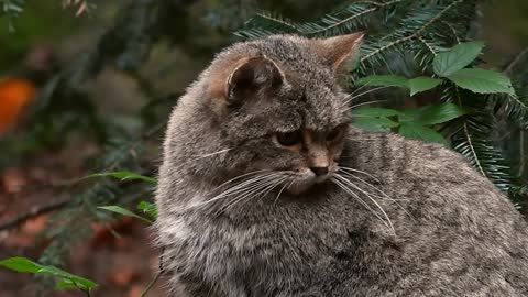 Scottish Wildcat_ The Highlander Cat.mp4