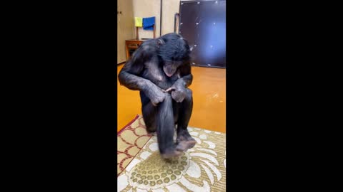 Funny animals I The chimpanzee doing exercises