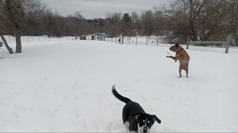 Yooper dogs catching snowballs