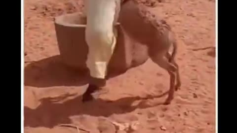 Man Gets Instant Karma For Ruthlessly Beating Donkey #shorts #viralvideo