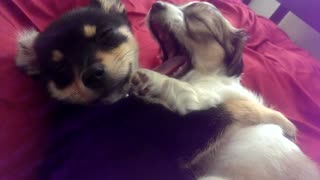 These Puppy Siblings Like To Nap With Arms Around Each Other