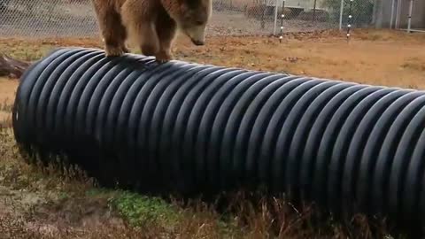 Brown bear walking in tube under the rain