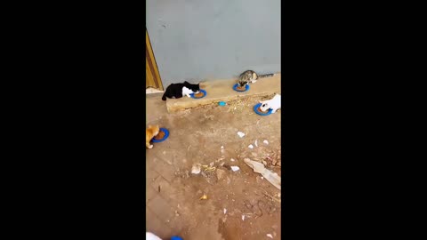 Cats Are Eating Together