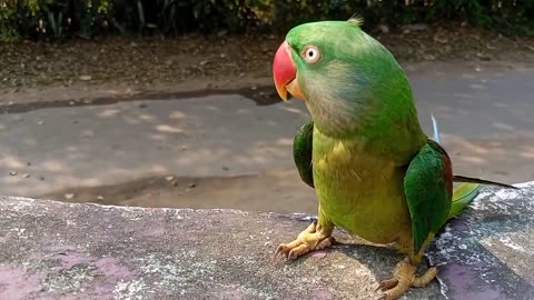 Dance parrot funny,😂😃