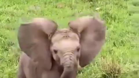 Funny Animals Shorts 197 :-) small elephant