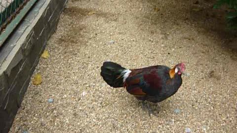 White Ear Of A Wild Chicken in Vietnam !