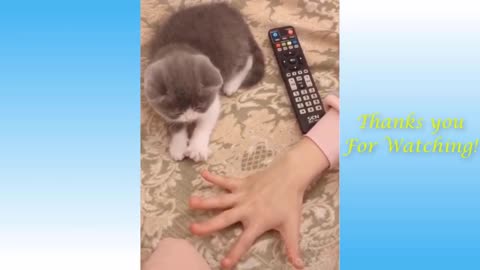 Only the best most Hilariously Silly & Cute Kitty Cat Moments Compilation
