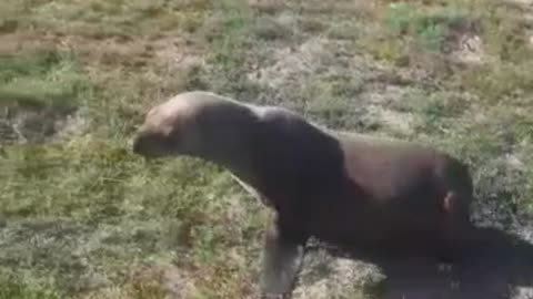SPCA rescues fur seal