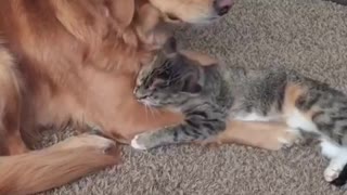 Golden Retriever puts up with overly-affectionate cat
