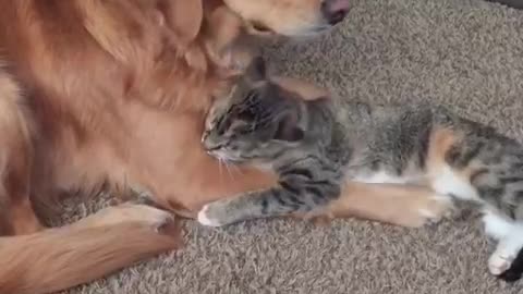 Golden Retriever puts up with overly-affectionate cat