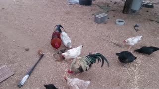 Adorable Baby Chickens Chasing Human