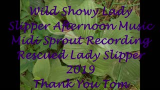 Wild Showy Lady Slipper Afternoon Music 2019