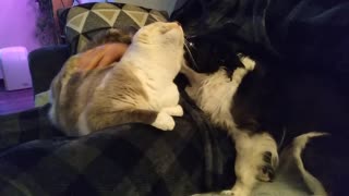 Dogs and cats do love each other!