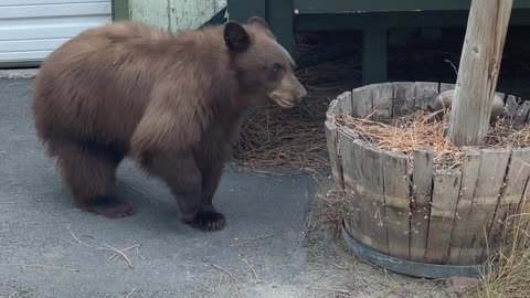 Bear Scared Down Stairs by Dogs