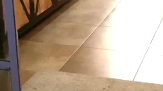 Clever Doggy Brings Her Human a Beer