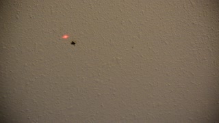 Spider Chasing Laser Pointer