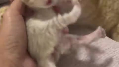 Watch the Heartwarming Bond Between a Mother Cat and her Kitten