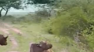 Discovery Wild Animal Fight: Buffalo Destroy Lion To Save His Teammate
