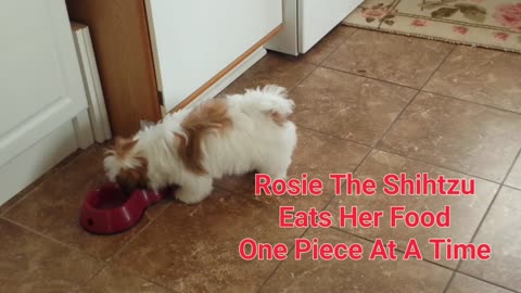 Rosie The Shihtzu Eats Her Food One Piece At A Time