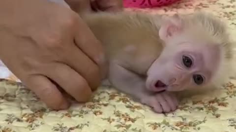 A lady is pampering a baby monkey