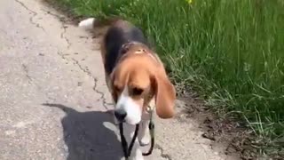 Beagle decides he can walk himself, carries his own leash