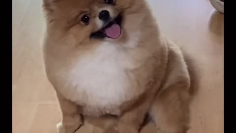 Smiling cute dog