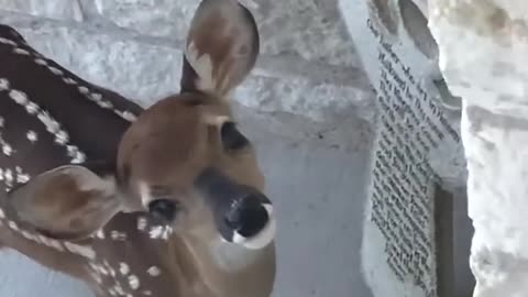 A baby Fawn welcomes me at the front door