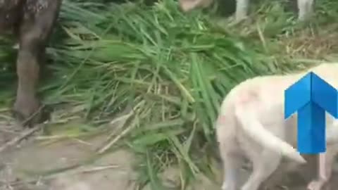 Labrador dog feed their pet carabao, good friends dog