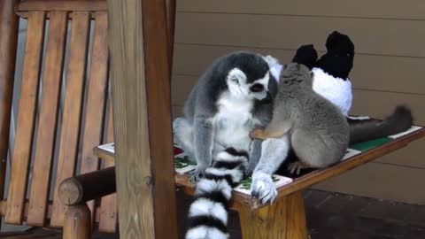 Lemur's Love