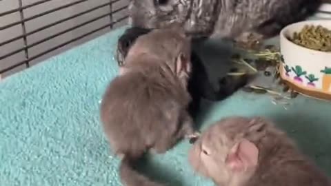 Baby Chinchilla Siblings Battle in the First Hour of Life