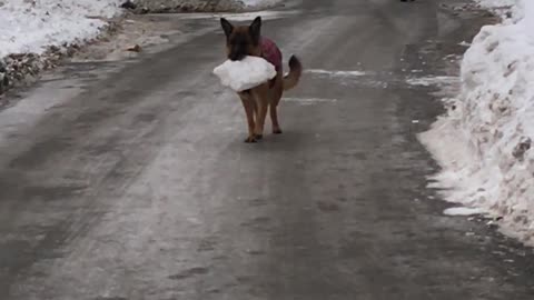 Dog Carries her Prized Possession