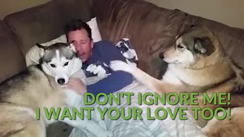 This Husky Compilation Gave Us Belly Laughs