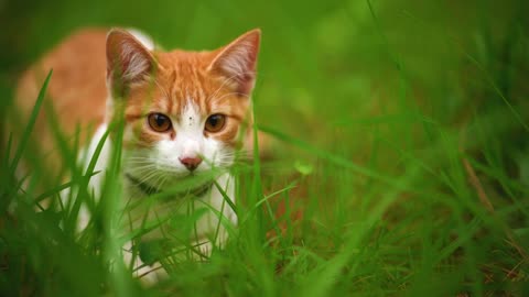 White cat lying among the grasses seen up close