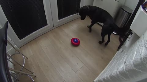 Hank Gets a New Toy