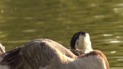 A cute goose bathes in water happily in the lake .