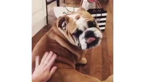 English bulldog loves his butt scratchies