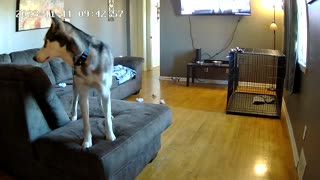 Husky Rips Couch Apart