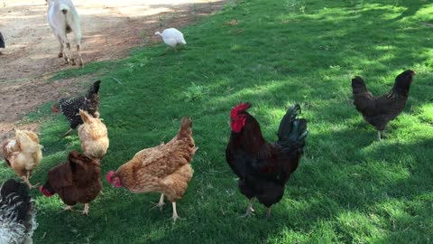 Chicken and Nature