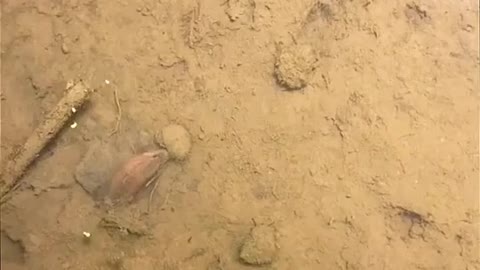 Bắt lươn
