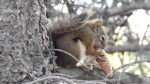 Now video Very close HD of squirrel eating nuts