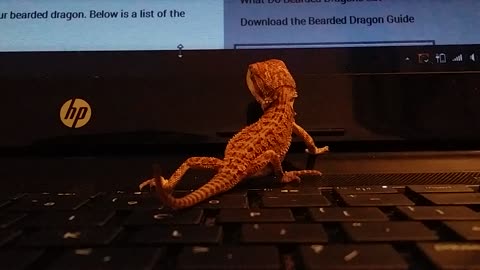 Bearded Dragon Lizard chases computer mouse