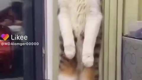 10 second cat funny video