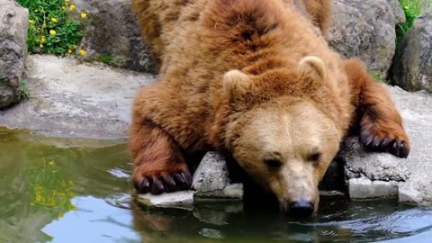 Bear | Tedy Bear| meet this beautiful bear | bear how to drink water #bear #beautiful