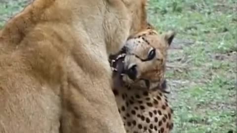 Lion Killing a Cheetah, Lion Attack in Cheetah