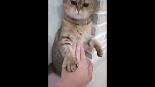 funny video cat