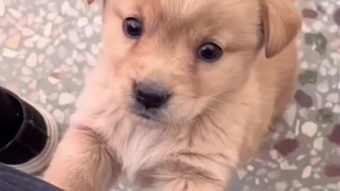 Cute puppy so adorable dog 🥰 kids