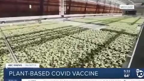 Plant based Covid "vaccine"